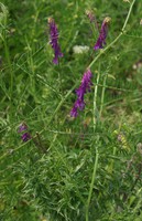 Vicia cracca