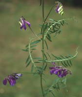 Vicia dasycarpa