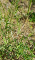 Vicia hirsuta
