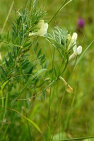 Vicia lutea