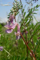 Vicia pannonica