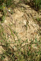 Vulpia bromoides