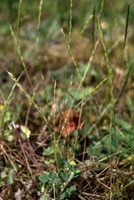 Vulpia unilateralis