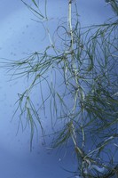 Zannichellia palustris