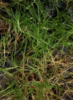 Isolepis fluitans