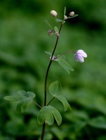 Isopyrum thalictroides
