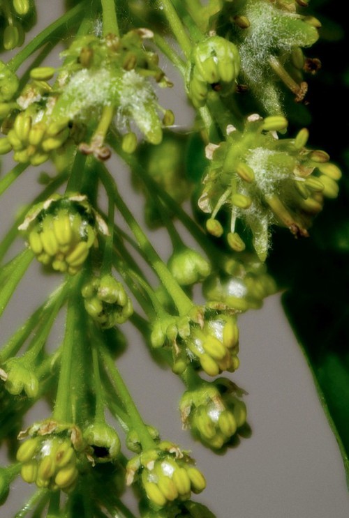 détail fleur