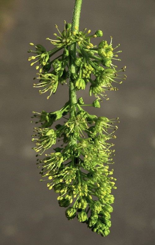 inflorescence