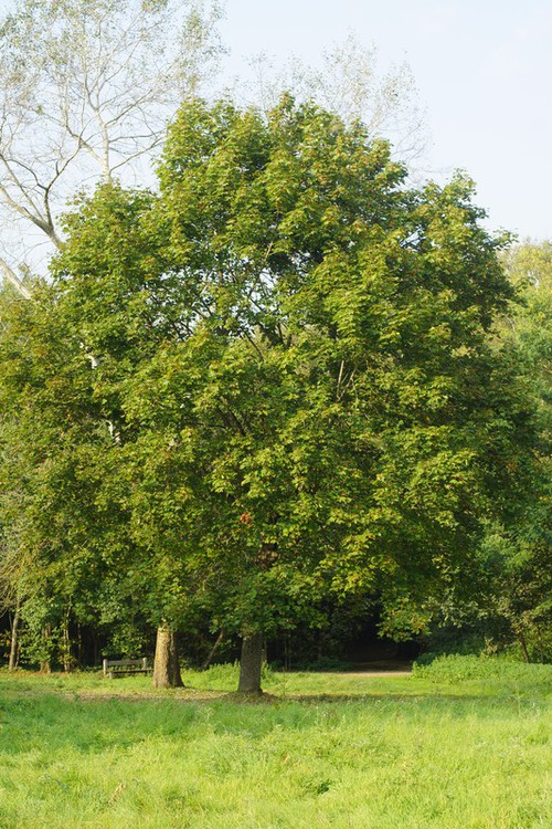 Plante entière
