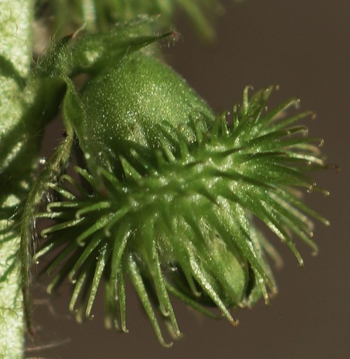 détail faux-fruit