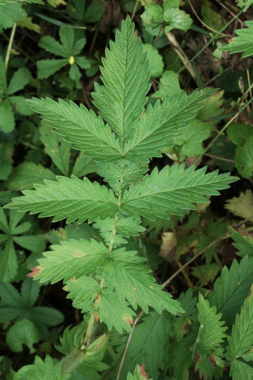 feuille