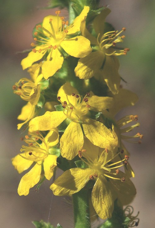 inflorescence