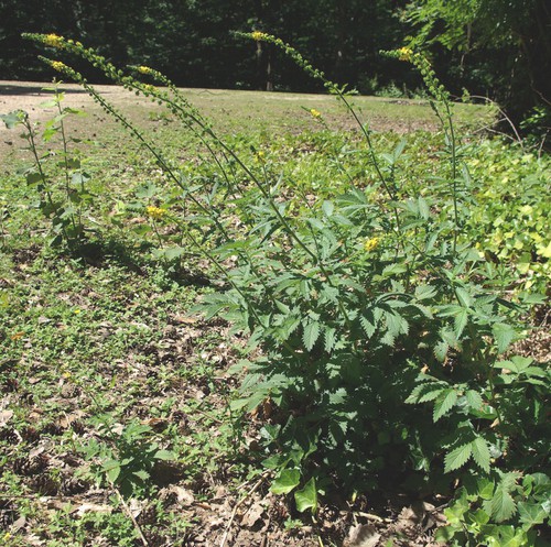 Plante entière