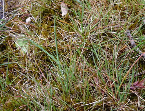 feuille