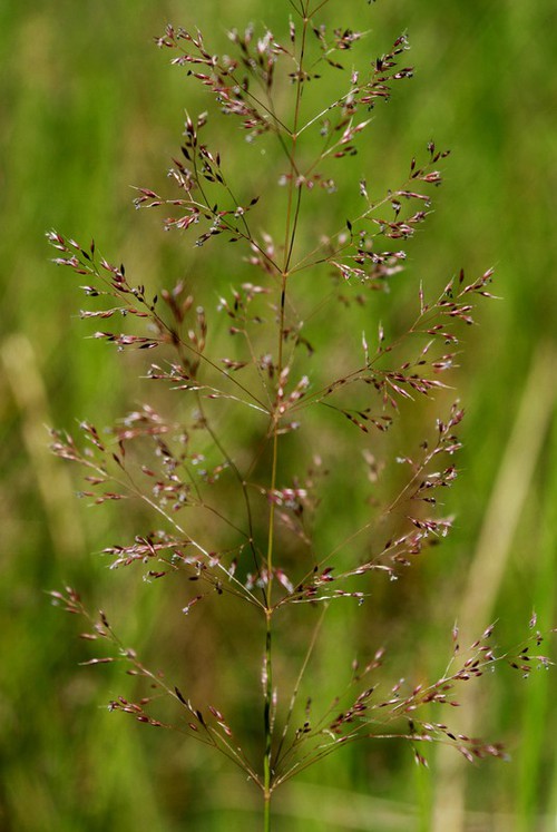 inflorescence
