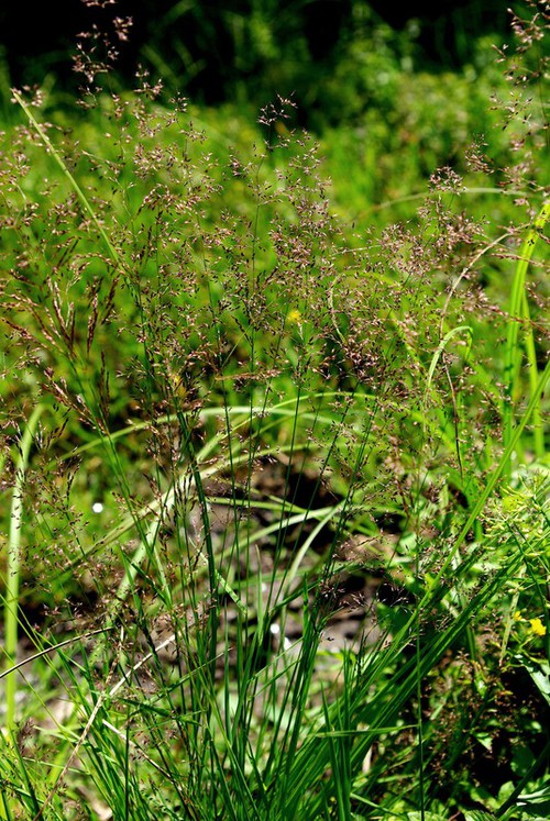 Plante entière