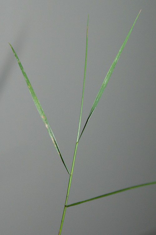 feuille