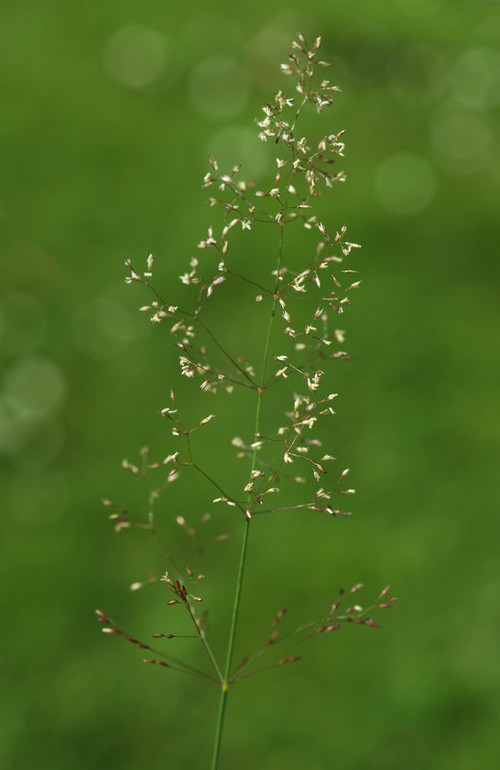 inflorescence