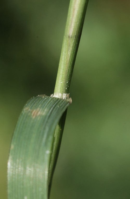 ligule