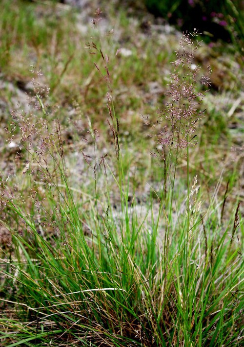 Plante entière