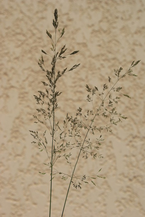 inflorescence