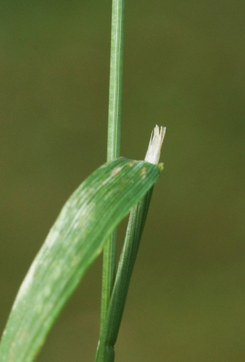 ligule