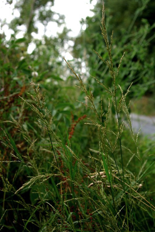 Plante entière