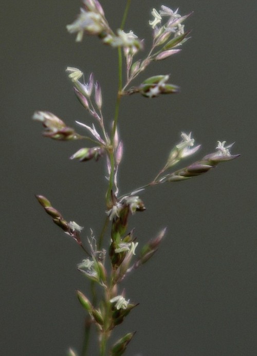 inflorescence