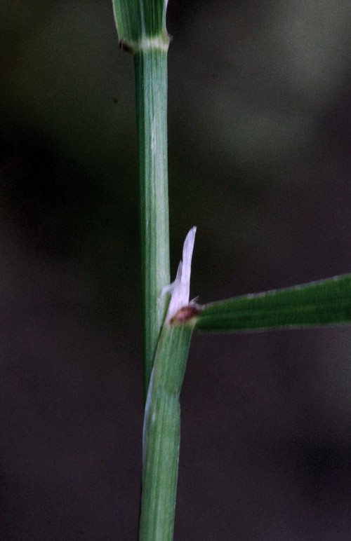ligule