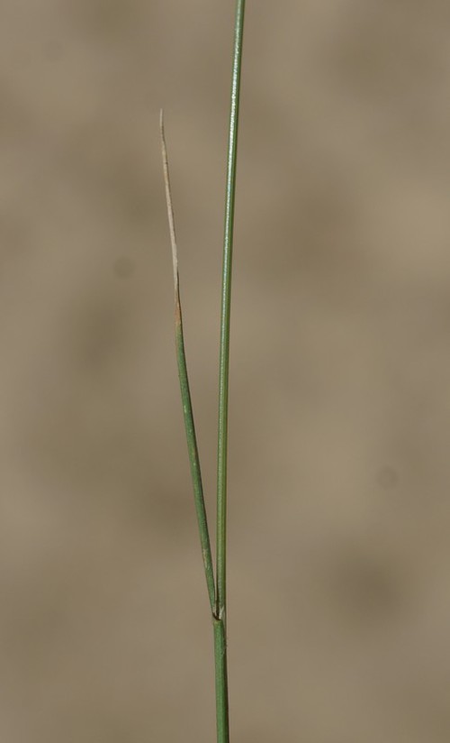 feuille