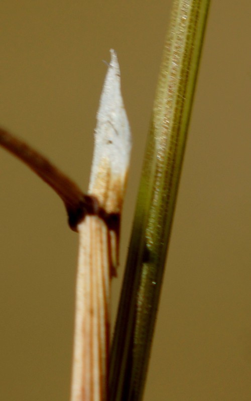 ligule