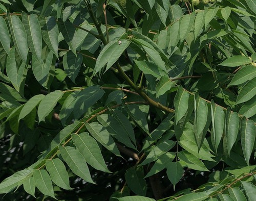 détail feuilles