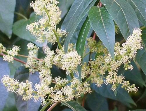 détail fleur