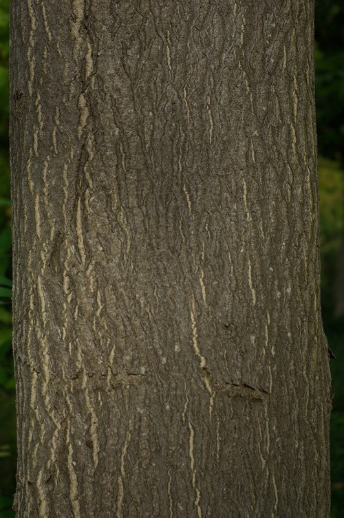 écorce âgée