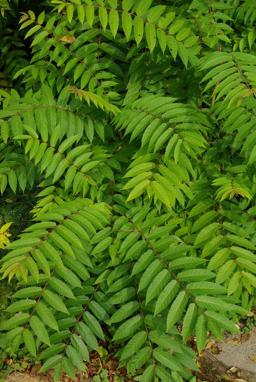 feuille