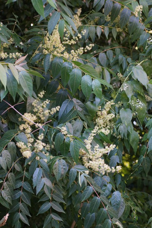 inflorescence