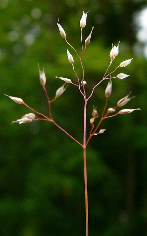 détail fleur