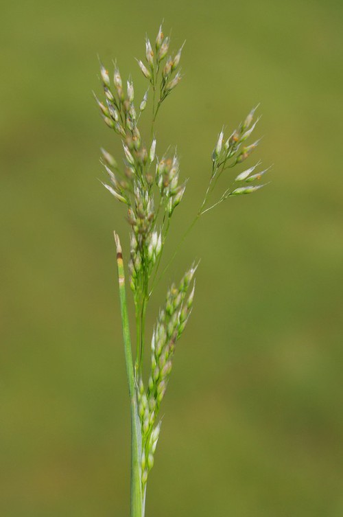 inflorescence