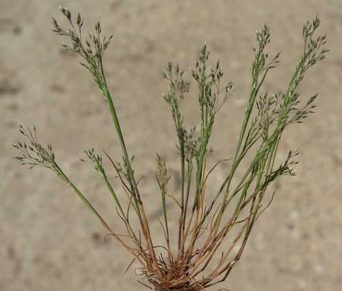 Plante entière