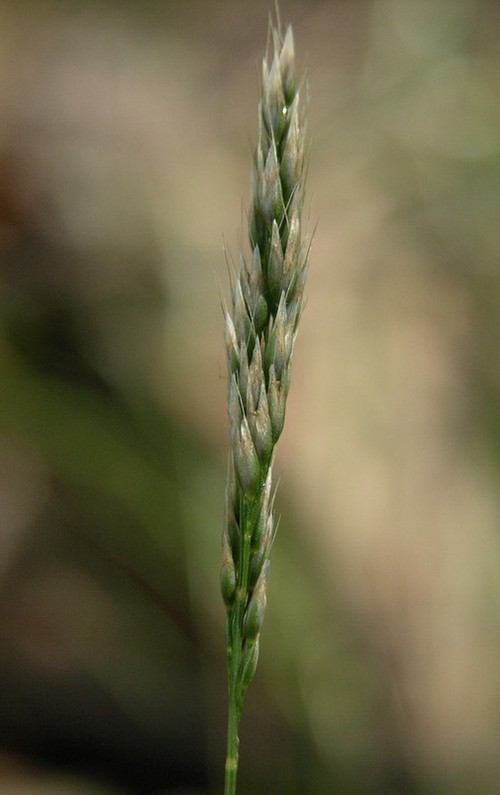 détail inflorescence