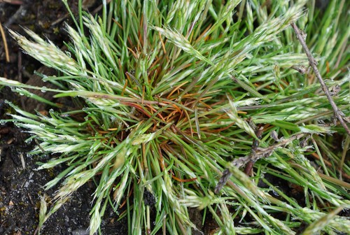 feuille