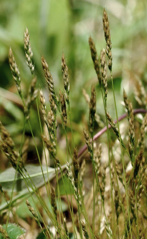 inflorescence