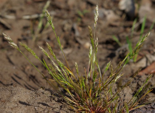 Plante entière