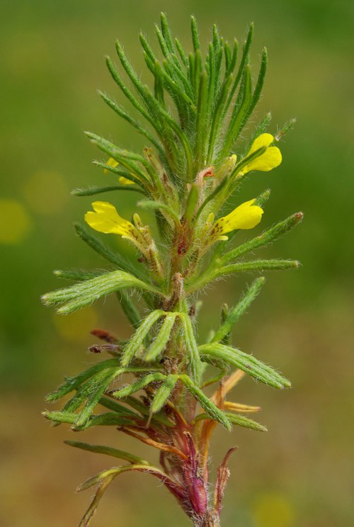 Plante entière