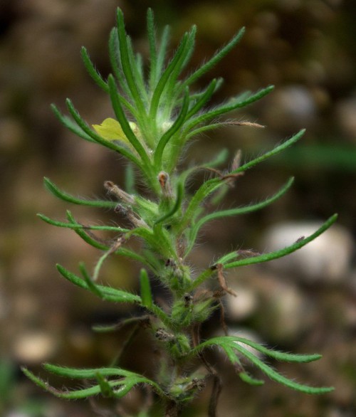 feuille