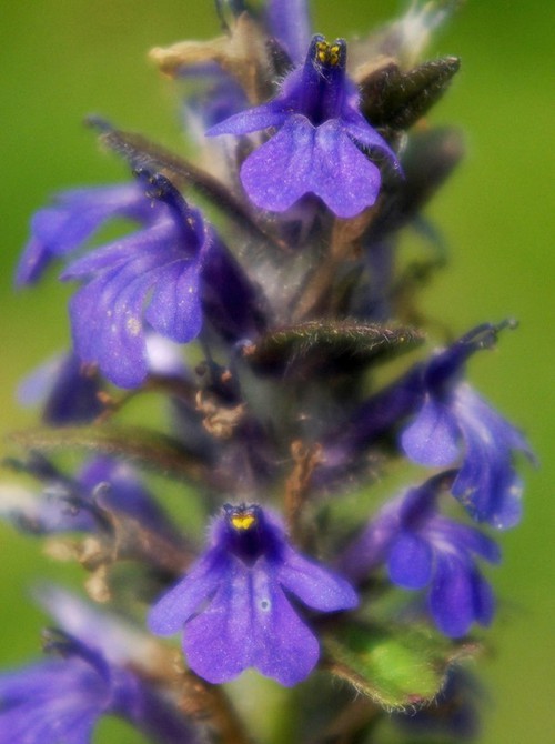 inflorescence