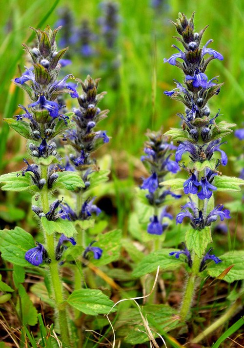 Plante entière