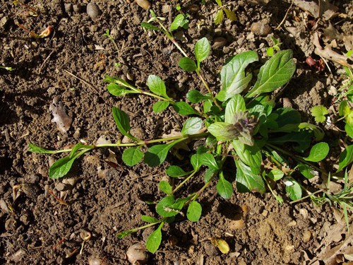 feuille