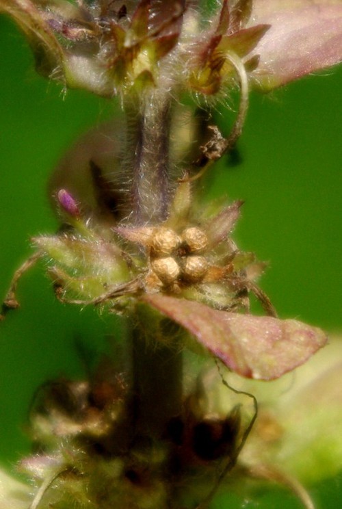 fruit