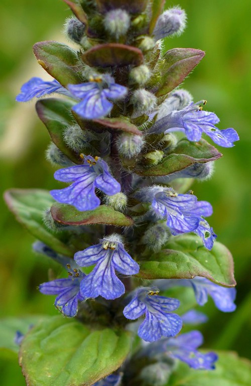 inflorescence